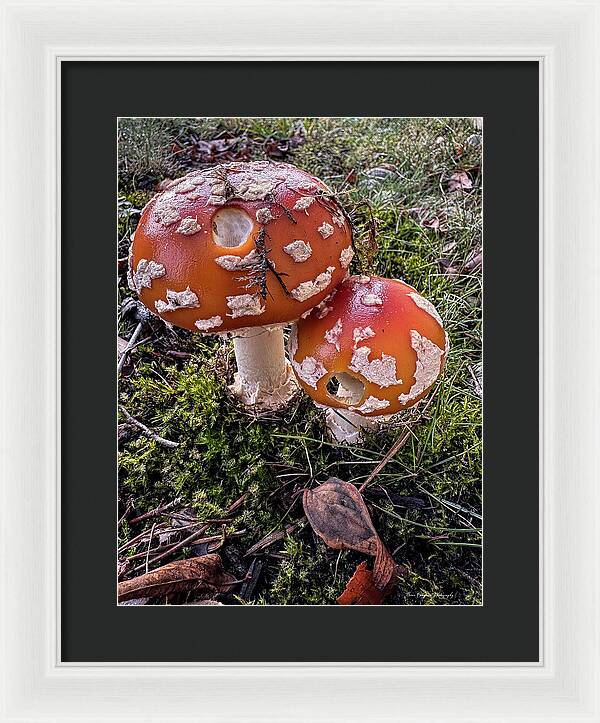 Mushrooms - Framed Print