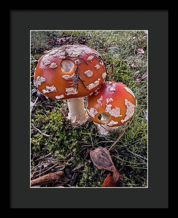 Mushrooms - Framed Print