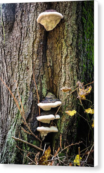 Mushrooms on the tree - Canvas Print