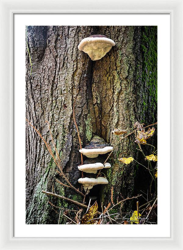 Mushrooms on the tree - Framed Print