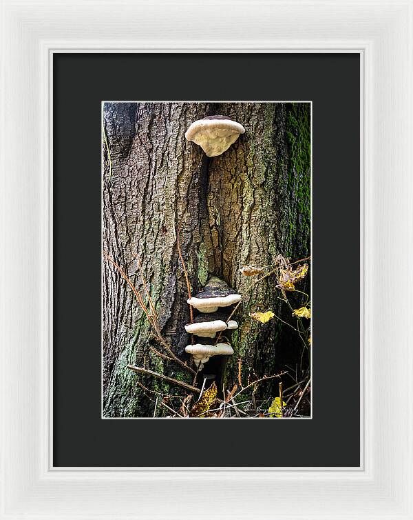 Mushrooms on the tree - Framed Print