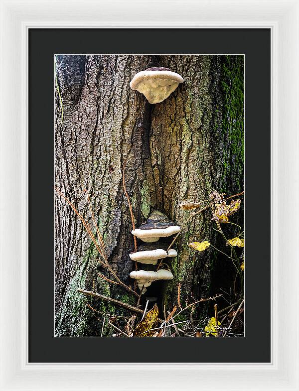 Mushrooms on the tree - Framed Print