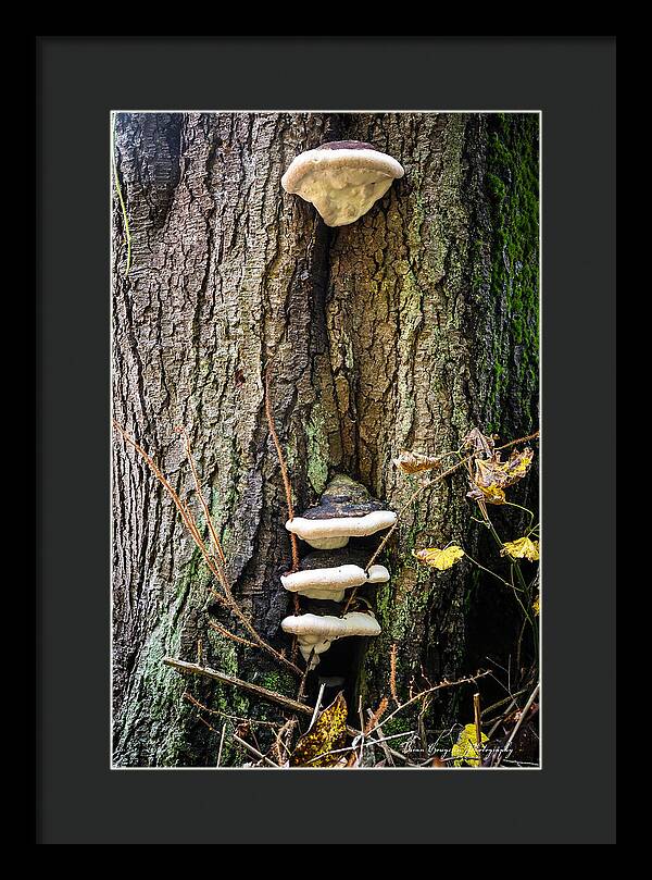 Mushrooms on the tree - Framed Print