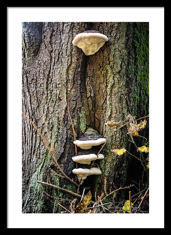 Mushrooms on the tree - Framed Print