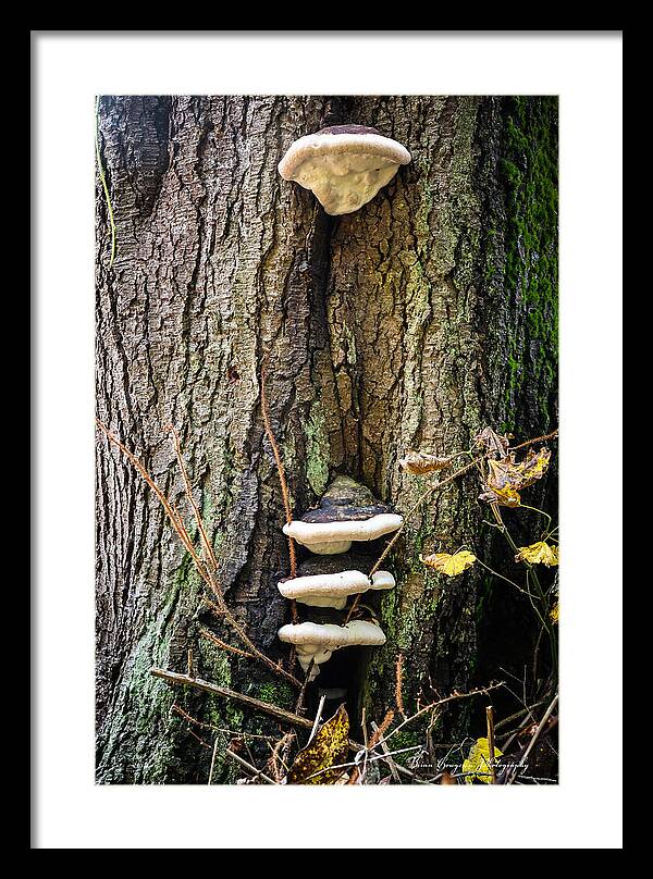Mushrooms on the tree - Framed Print