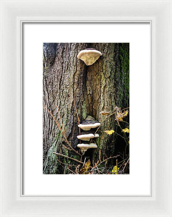 Mushrooms on the tree - Framed Print