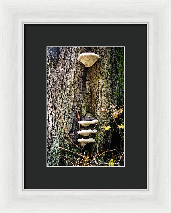Mushrooms on the tree - Framed Print