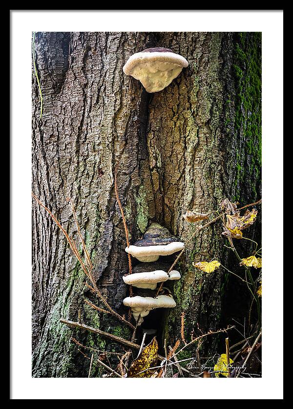 Mushrooms on the tree - Framed Print