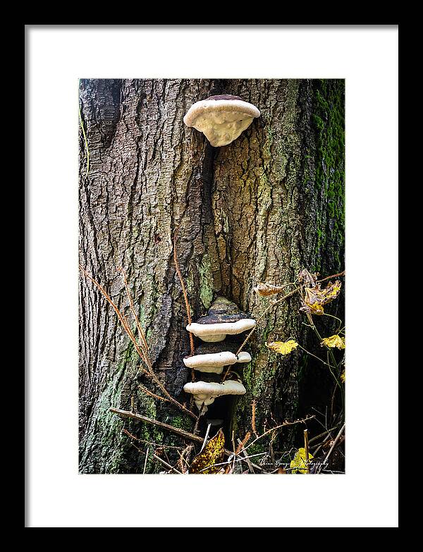 Mushrooms on the tree - Framed Print