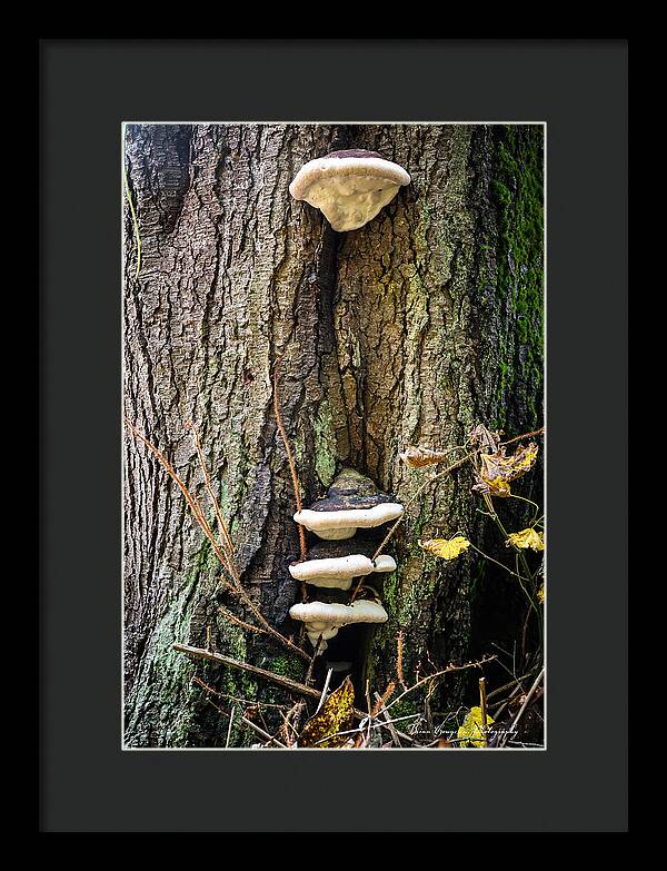 Mushrooms on the tree - Framed Print