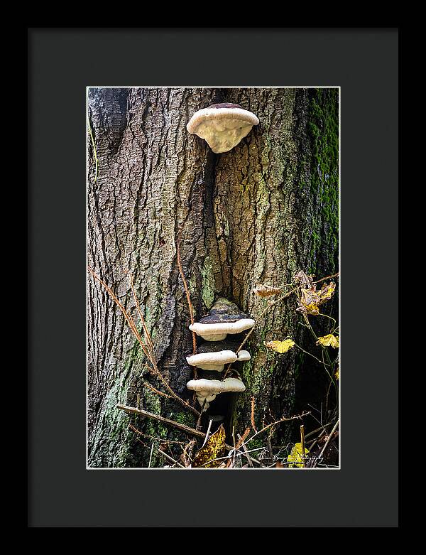 Mushrooms on the tree - Framed Print
