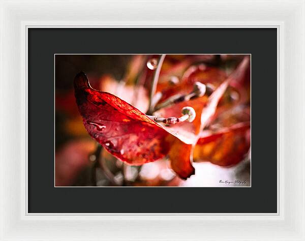 Red leaves - Framed Print