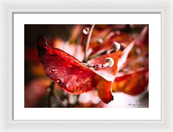 Red leaves - Framed Print