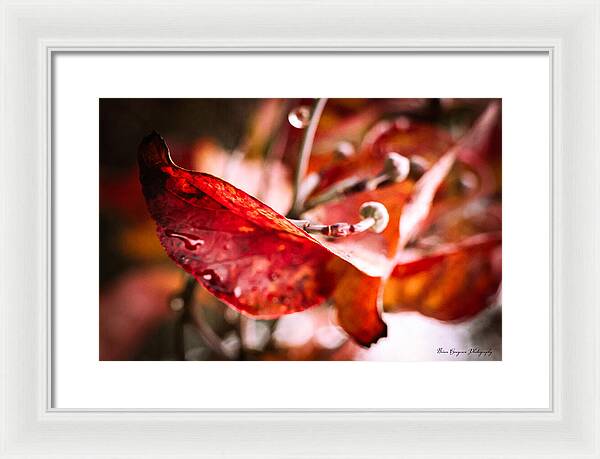 Red leaves - Framed Print
