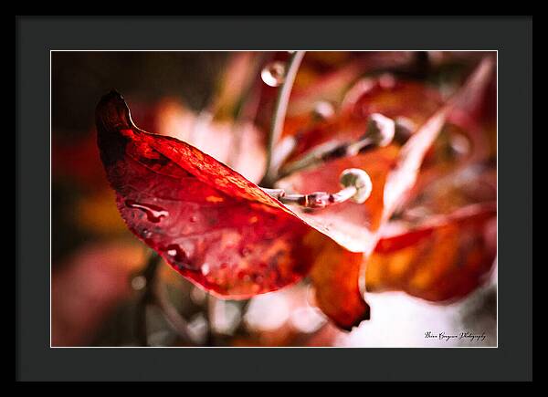 Red leaves - Framed Print
