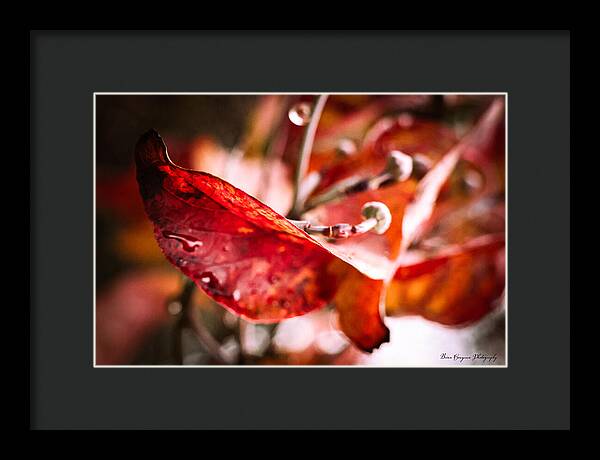 Red leaves - Framed Print