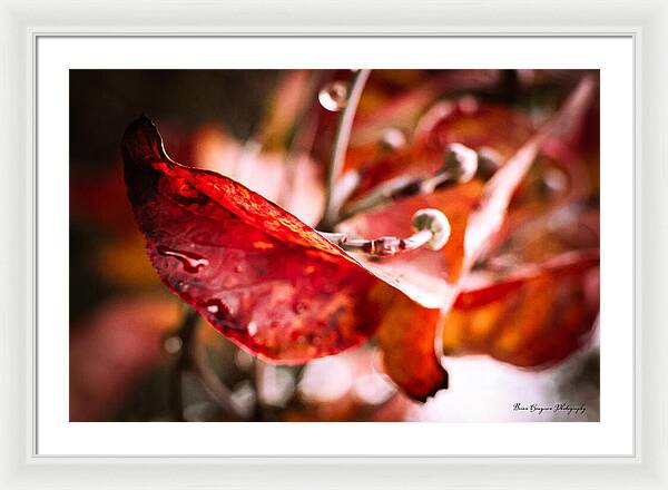 Red leaves - Framed Print