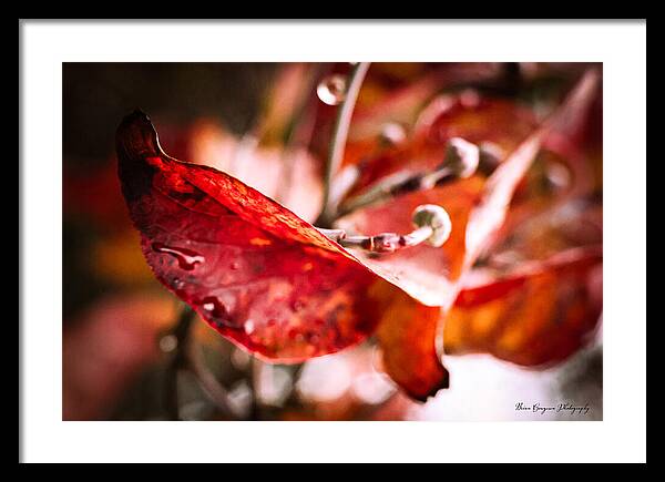 Red leaves - Framed Print