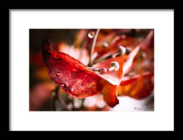 Red leaves - Framed Print