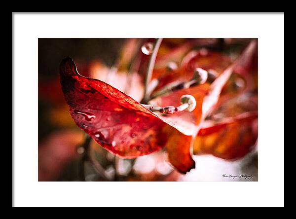 Red leaves - Framed Print