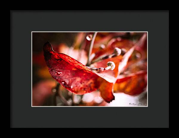 Red leaves - Framed Print