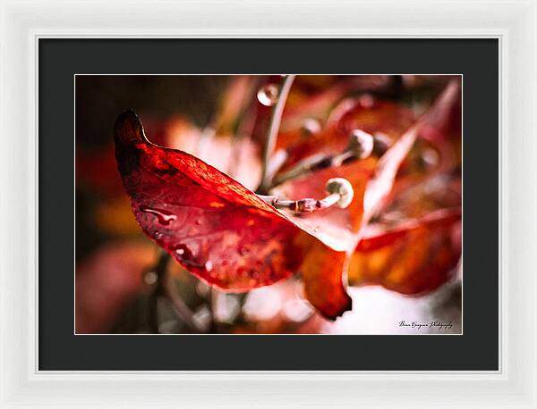 Red leaves - Framed Print