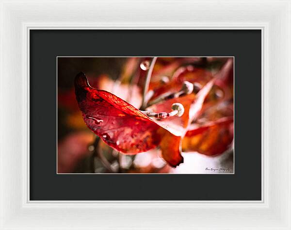 Red leaves - Framed Print