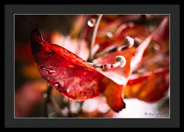 Red leaves - Framed Print
