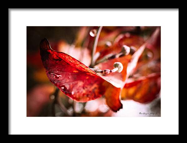 Red leaves - Framed Print
