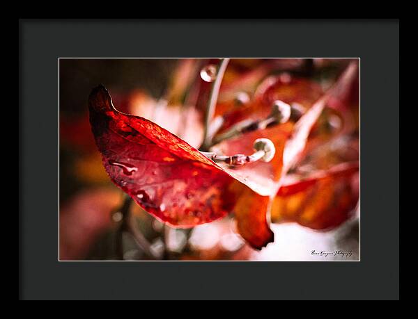 Red leaves - Framed Print
