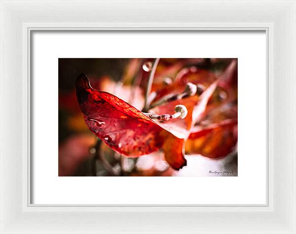 Red leaves - Framed Print