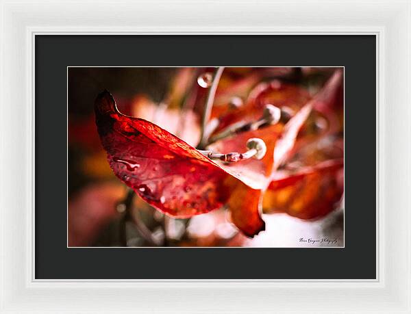 Red leaves - Framed Print
