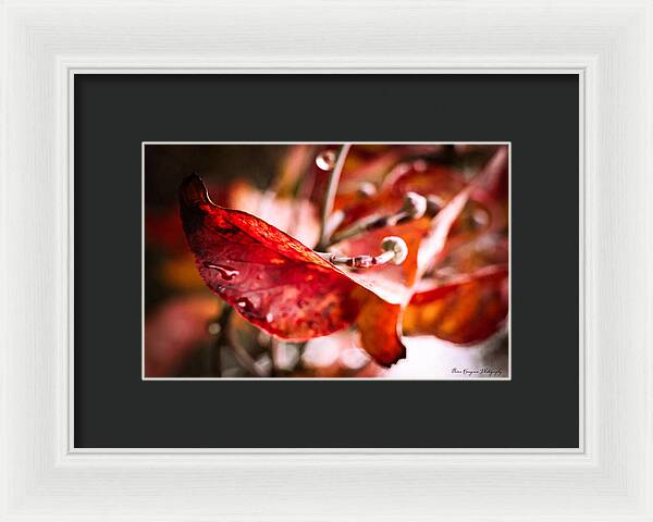 Red leaves - Framed Print