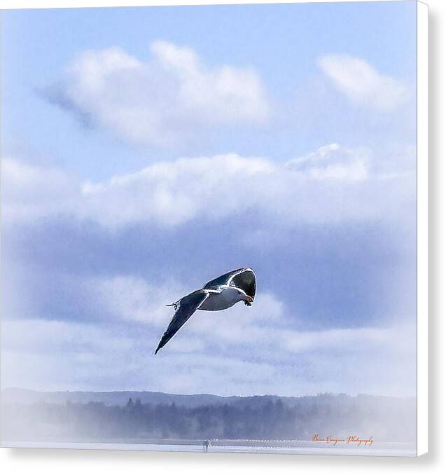 Seagal - Canvas Print