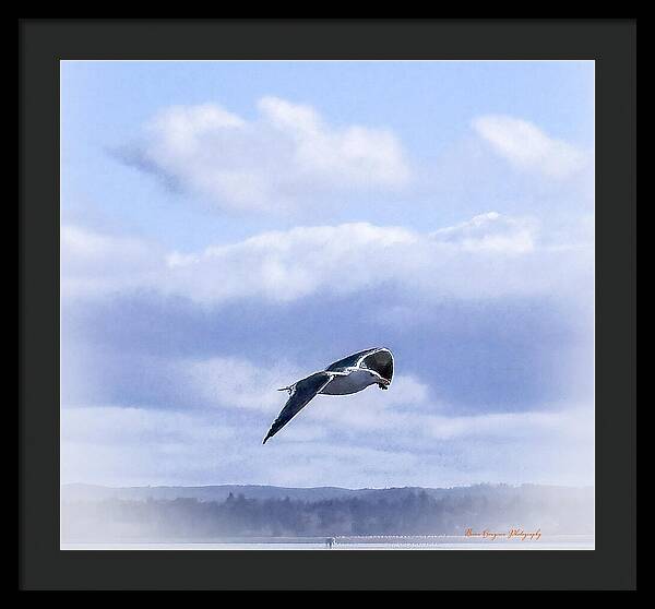 Seagal - Framed Print