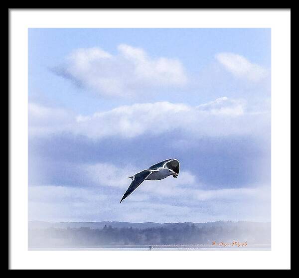 Seagal - Framed Print
