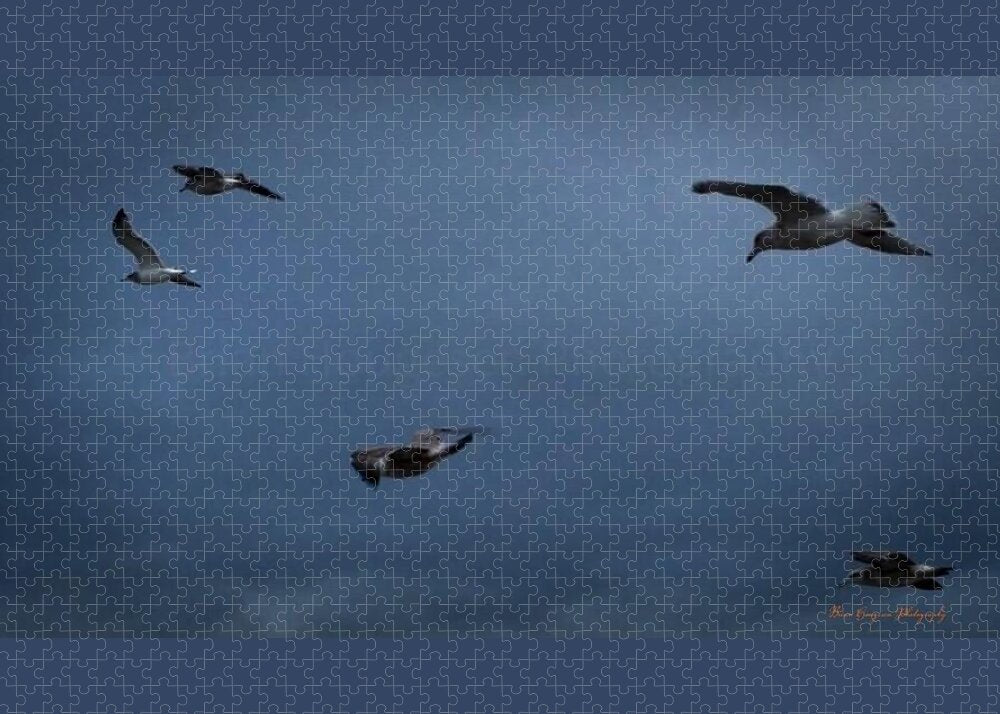 Seagulls in flight 2 - Puzzle