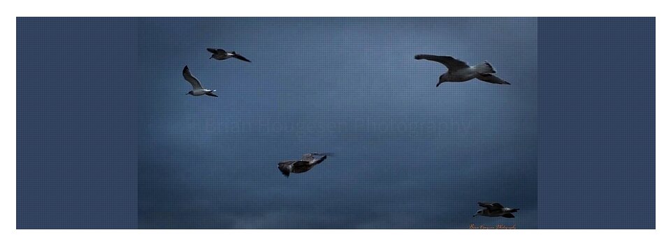 Seagulls in flight 2 - Yoga Mat