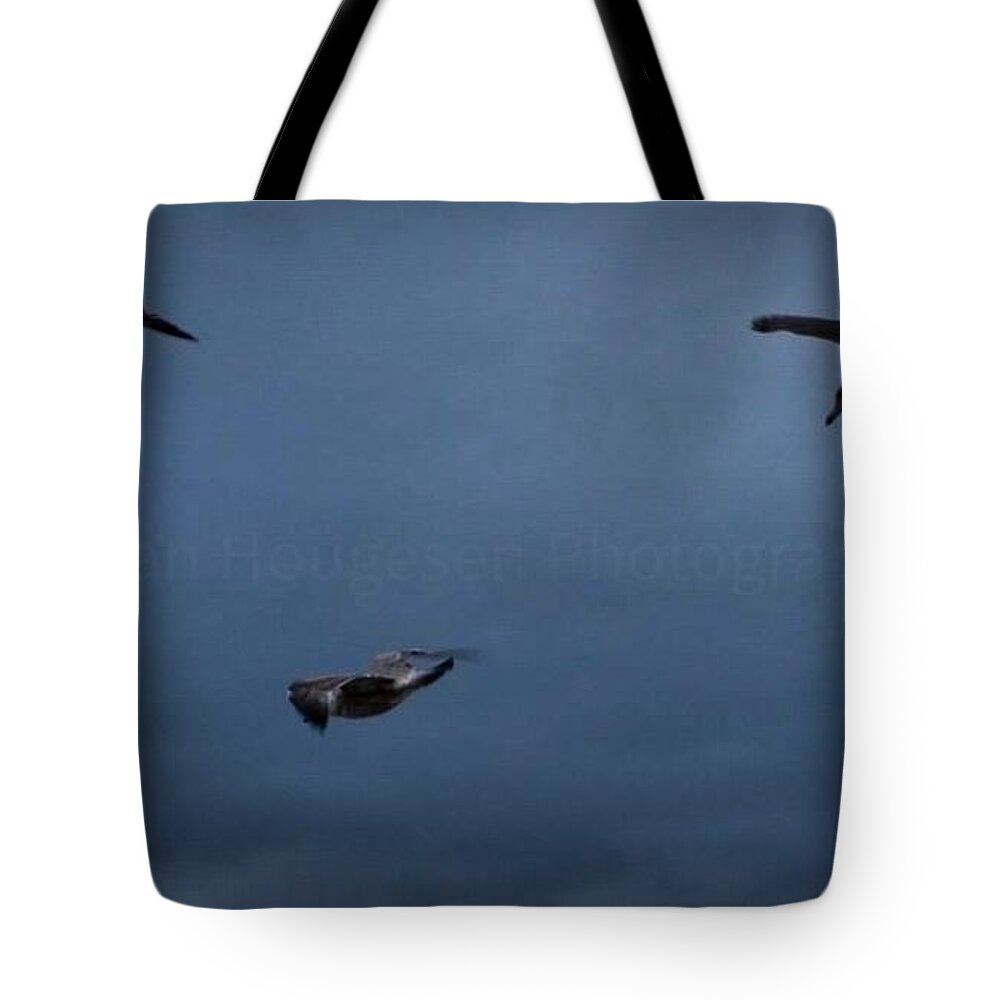 Seagulls in flight 2 - Tote Bag