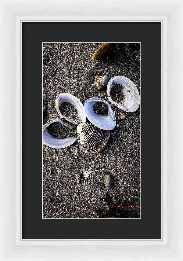 Seashells 6 - Framed Print