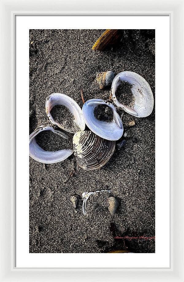 Seashells 6 - Framed Print
