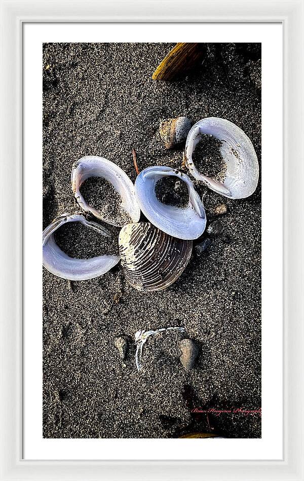 Seashells 6 - Framed Print