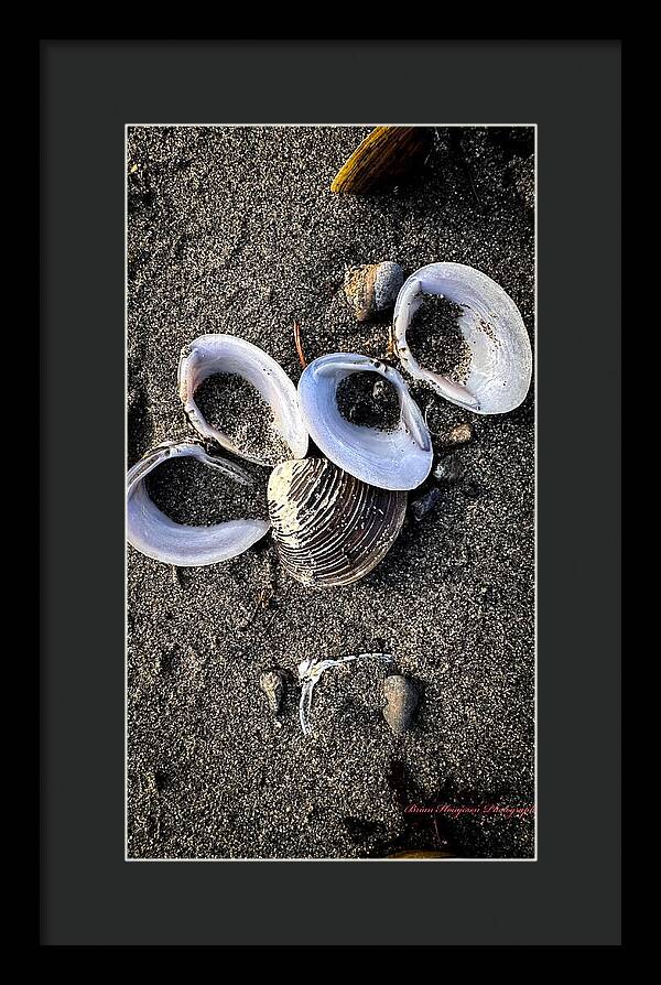 Seashells 6 - Framed Print