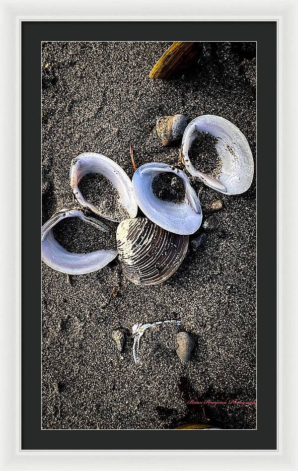 Seashells 6 - Framed Print