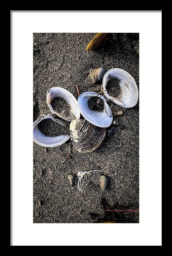 Seashells 6 - Framed Print