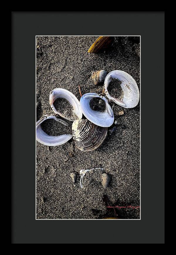 Seashells 6 - Framed Print