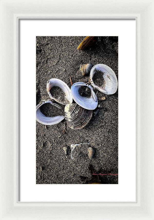Seashells 6 - Framed Print