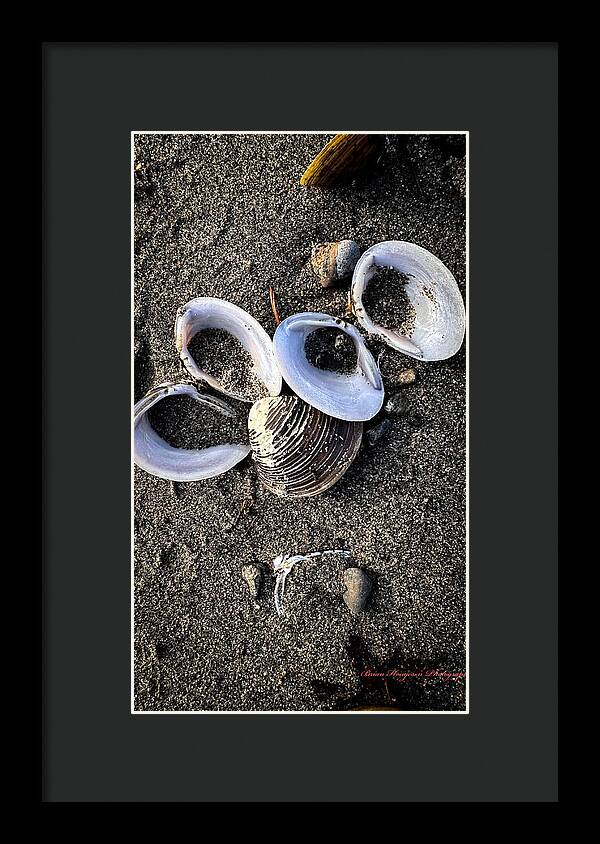 Seashells 6 - Framed Print