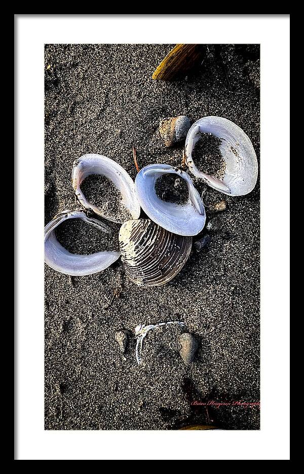 Seashells 6 - Framed Print