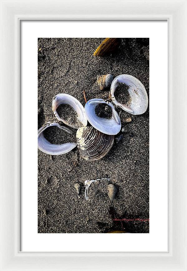 Seashells 6 - Framed Print